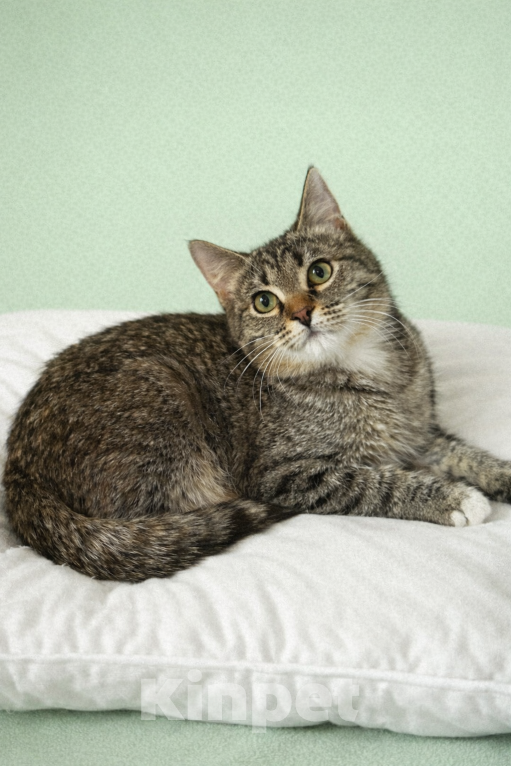 Кошки в Москве: Малыши ищут мам-пап Разнополые, Бесплатно - фото 3