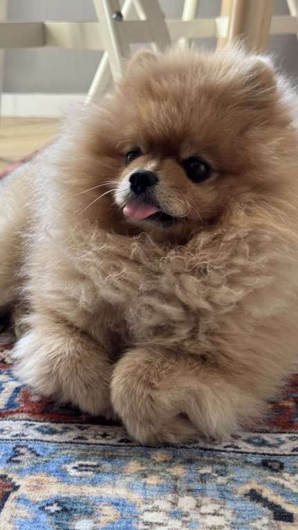 Собаки в Санкт-Петербурге: Шпиц Элвис ищет подругу для вязки Мальчик, 1 руб. - фото 5