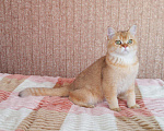 Кошки в Орлове: Кот шоколадное золото в разведение, 120 000 руб. - фото 1