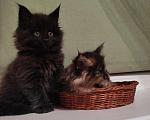 Кошки в Малмыже: Котята Мейн кун, 30 000 руб. - фото 4