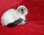 Кошки в Кудымкаре: Вислоухий котик, 20 000 руб. - фото 2