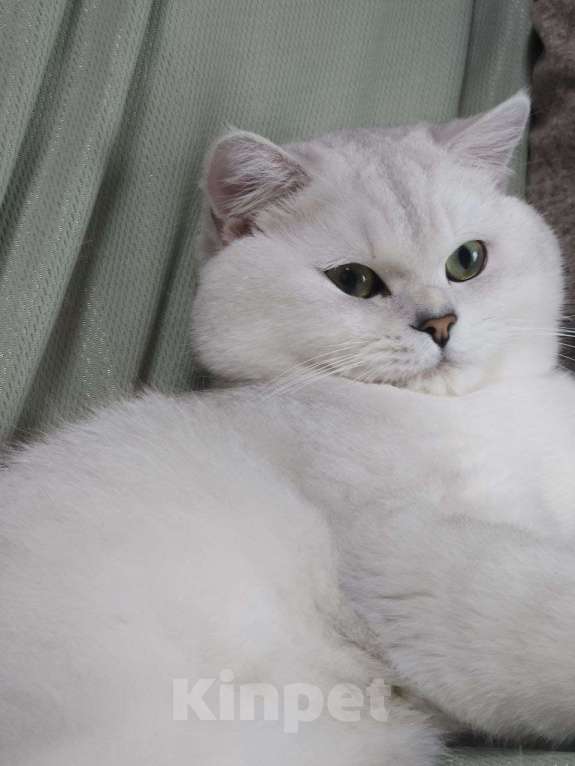 Кошки в Сочи: Шотландский кот Серебристая Шиншилла  Мальчик, 5 000 руб. - фото 5