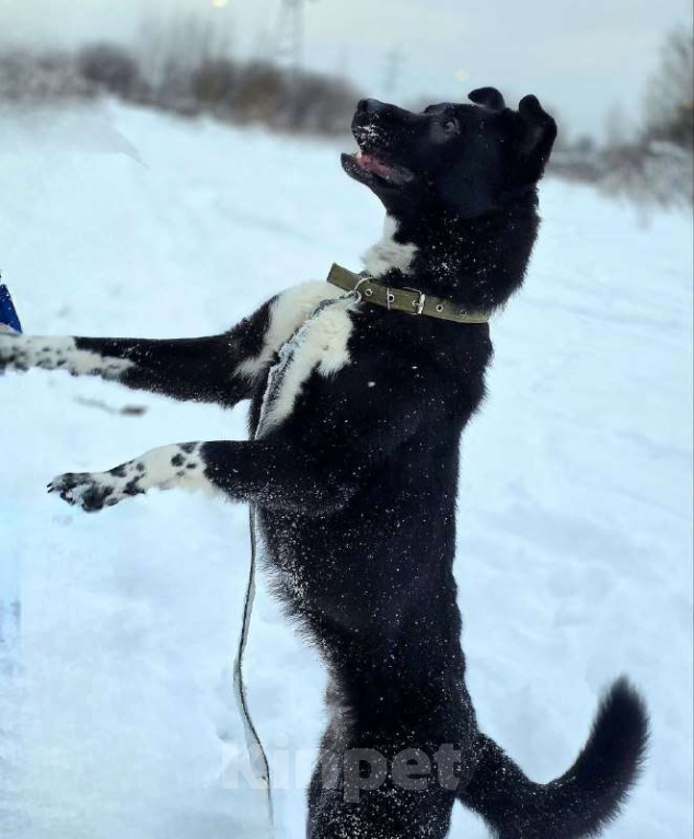 Собаки в Королеве: Щенок Джус ищет дом Мальчик, Бесплатно - фото 2