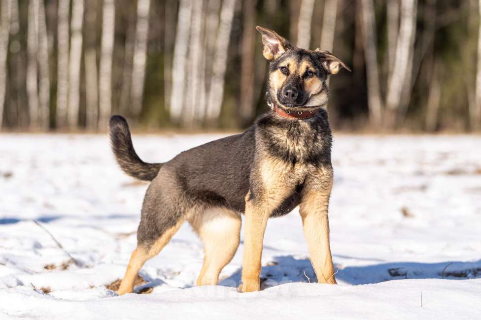 Собаки в Клине: Доня — собачка с добрым нравом Девочка, Бесплатно - фото 2