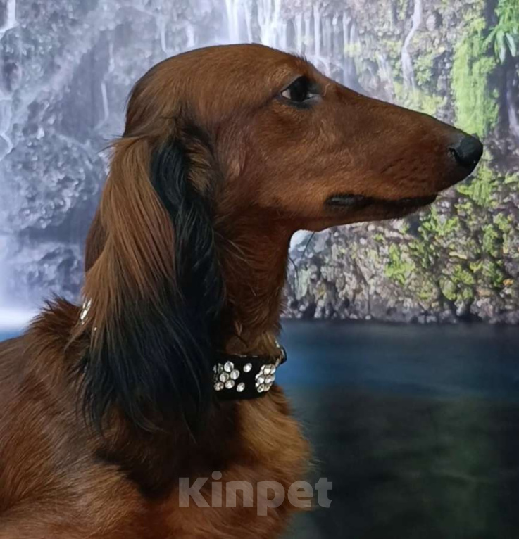 Собаки в Астрахани: Щенки длинношерстной таксы Девочка, 40 000 руб. - фото 5