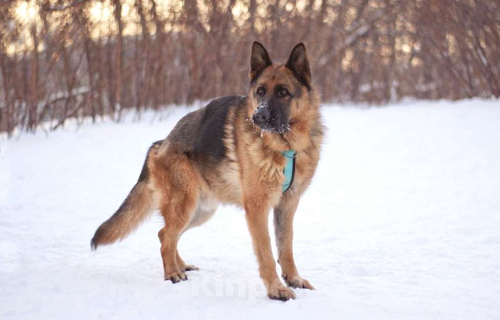 Собаки в Москве: Чезар готов стать самым верным, только бы нашлась для него семья Мальчик, Бесплатно - фото 7