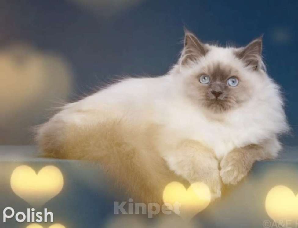 Кошки в Москве: Сибирские ( Невские маскарадные котята) Девочка, 70 000 руб. - фото 1