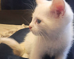 Кошки в Семилуках: Отдам даром белую кошечку Девочка, Бесплатно - фото 2