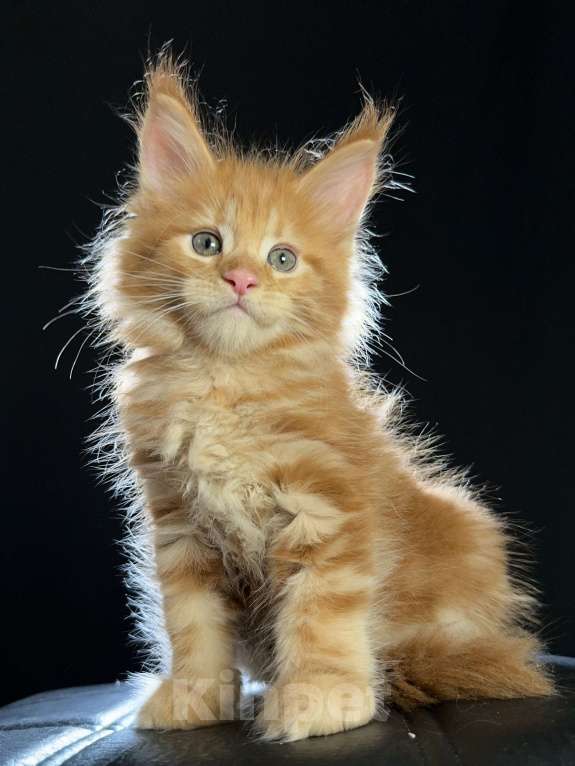 Кошки в Москве: Vendetta Ventura-House.com Девочка, 90 000 руб. - фото 6