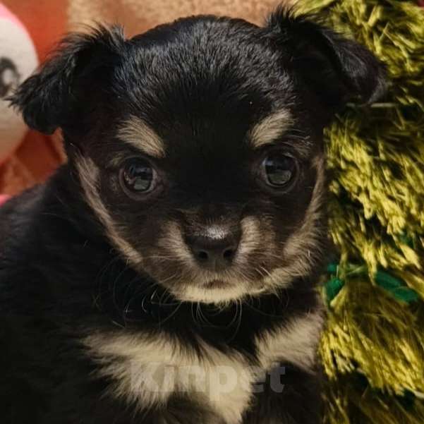 Собаки в Москве: Чихуахуа девочка  Девочка, 21 000 руб. - фото 2