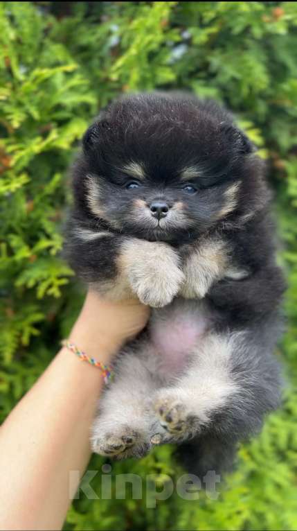 Собаки в Москве: Девочка черно подпалая Девочка, 60 000 руб. - фото 2