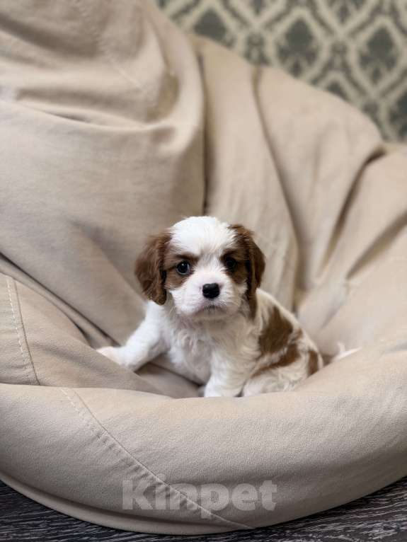 Собаки в Москве: Bernard Ola Estelar Мальчик, 85 000 руб. - фото 5