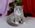 Кошки в Санкт-Петербурге: Британский котик окраса лиловый биколор Мальчик, 40 000 руб. - фото 1