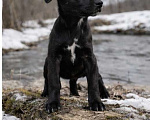 Собаки в других городах Московской области: Обворожительная Луна метис лабрадора Девочка, Бесплатно - фото 3