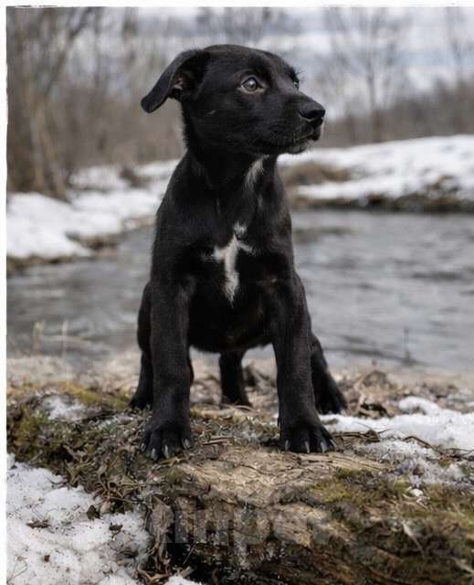 Собаки в других городах Московской области: Обворожительная Луна метис лабрадора Девочка, Бесплатно - фото 3
