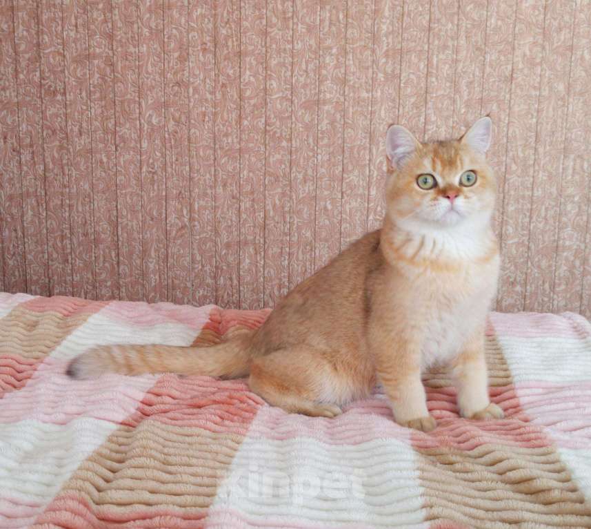 Кошки в Орлове: Кот шоколадное золото в разведение, 120 000 руб. - фото 1