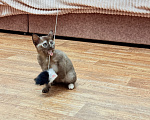 Кошки в других городах Башкортостана: Котята Девочка, Бесплатно - фото 2