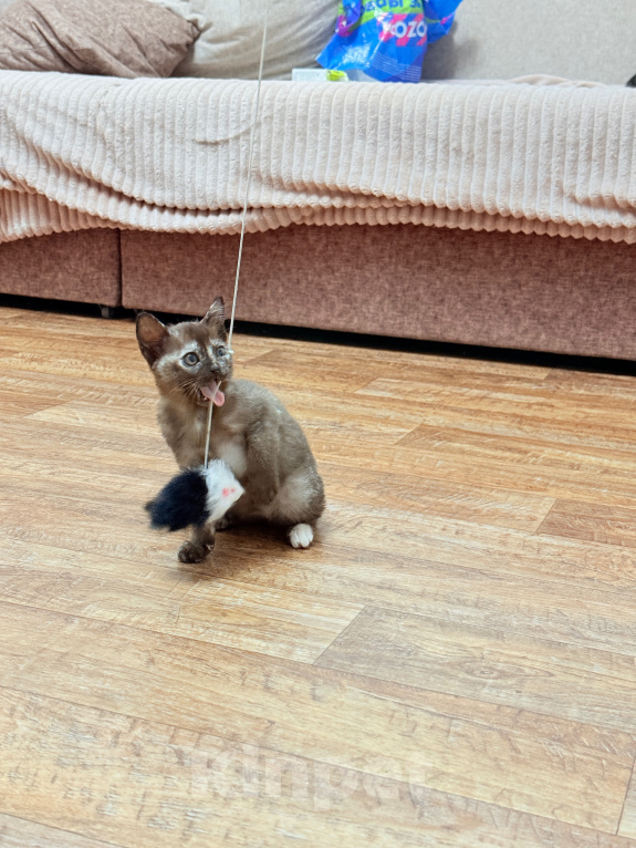 Кошки в других городах Башкортостана: Котята Девочка, Бесплатно - фото 2