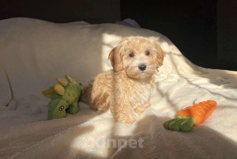 Собаки в Магнитогорске: Мальчик мальтипу мини кремовый пухляш 3 мес Мальчик, 75 000 руб. - фото 2