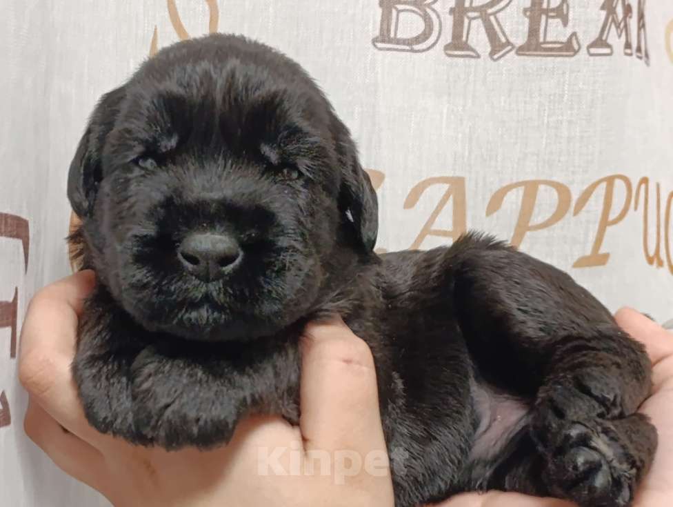 Собаки в Москве: Щеночки Мальчик, 75 000 руб. - фото 1