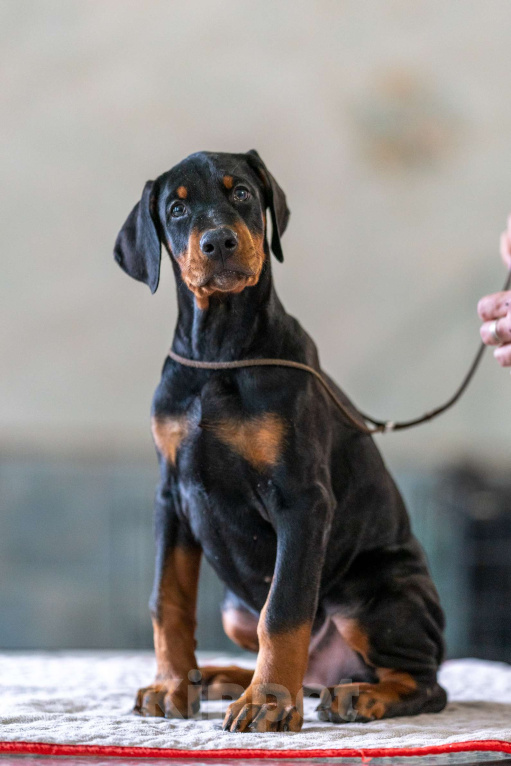 Собаки в Москве: Перспективные щенки добермана Мальчик, 80 000 руб. - фото 8