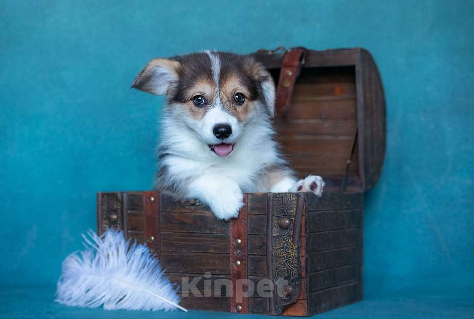 Собаки в Москве: Супер девочка TANGO V NOCHI IZ BASVET PRIDE  Девочка, 95 000 руб. - фото 3