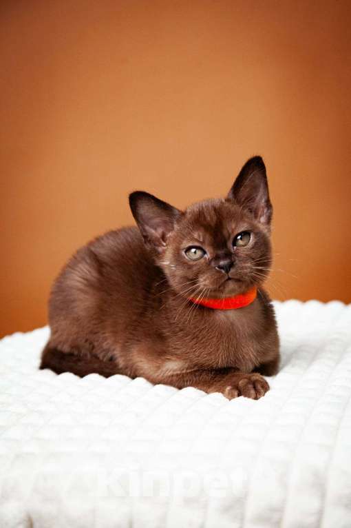 Кошки в Москве: Котята европейской Бурмы  Мальчик, 50 000 руб. - фото 7