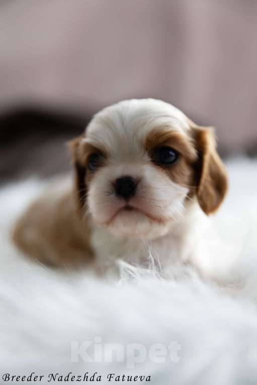 Собаки в Рязани: Щенок Кавалер кинг чарльз спаниель Мальчик, Бесплатно - фото 2