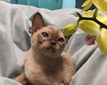Кошки в Краснодаре: Котята бурма Разнополые, 30 000 руб. - фото 1