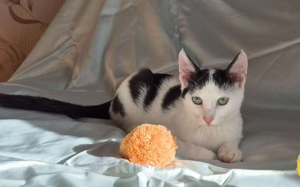 Кошки в Санкт-Петербурге: Ищет дом ласковый котейка Дантес Мальчик, Бесплатно - фото 6