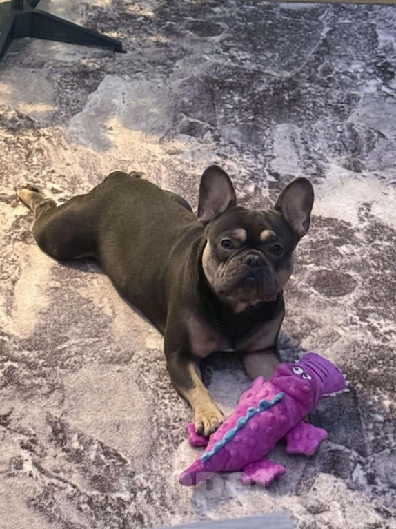 Собаки в Москве: Французский бульдог, вязка Мальчик, 7 000 руб. - фото 2