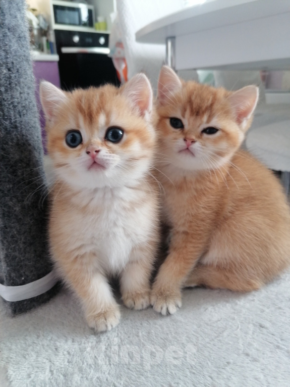 Кошки в Тюмени: Котята Британская золотая шиншилла Девочка, 40 000 руб. - фото 6