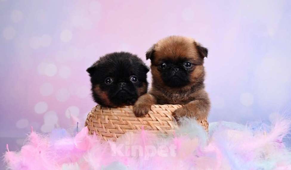 Собаки в Москве: Мини девочки пти-брабансон Девочка, 50 000 руб. - фото 5