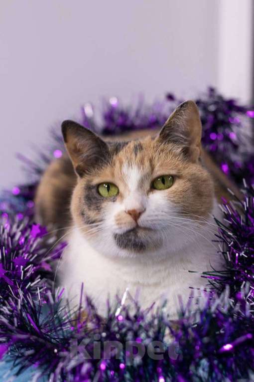 Кошки в Москве: кошка Манюня ищет дом Девочка, Бесплатно - фото 6