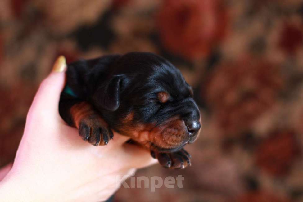 Собаки в Санкт-Петербурге: Щенок добермана в питомнике Версаль Манифик Мальчик, 150 000 руб. - фото 4