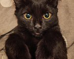 Кошки в Красноярске: Котенок ищет дом Девочка, Бесплатно - фото 1