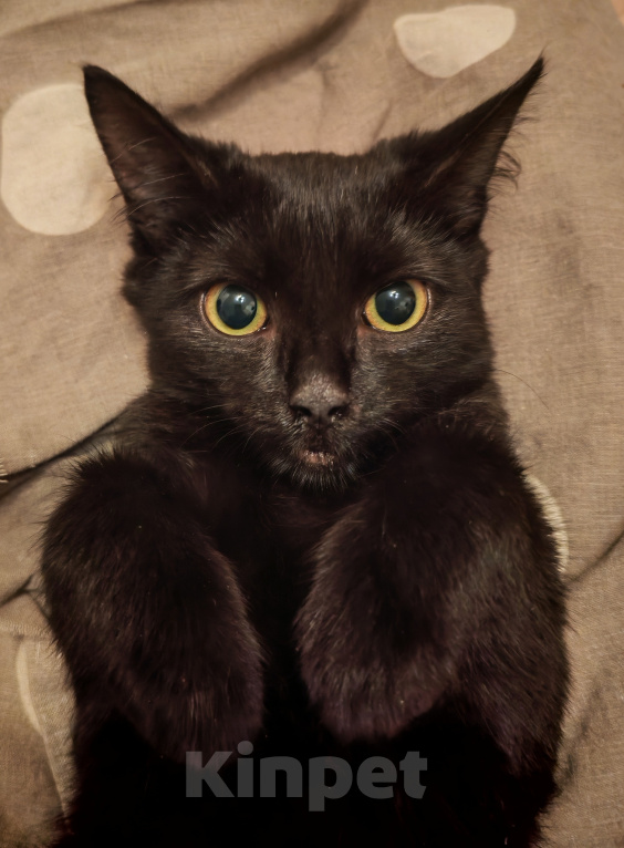 Кошки в Красноярске: Котенок ищет дом Девочка, Бесплатно - фото 1