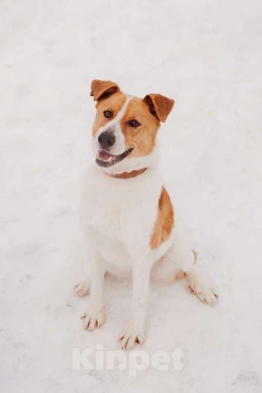 Собаки в Москве: Джайв Мальчик, Бесплатно - фото 4