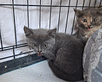 Кошки в Яхроме: Котятам срочно нужен дом. Разнополые, Бесплатно - фото 7