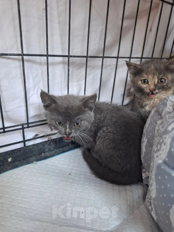 Кошки в Яхроме: Котятам срочно нужен дом. Разнополые, Бесплатно - фото 7
