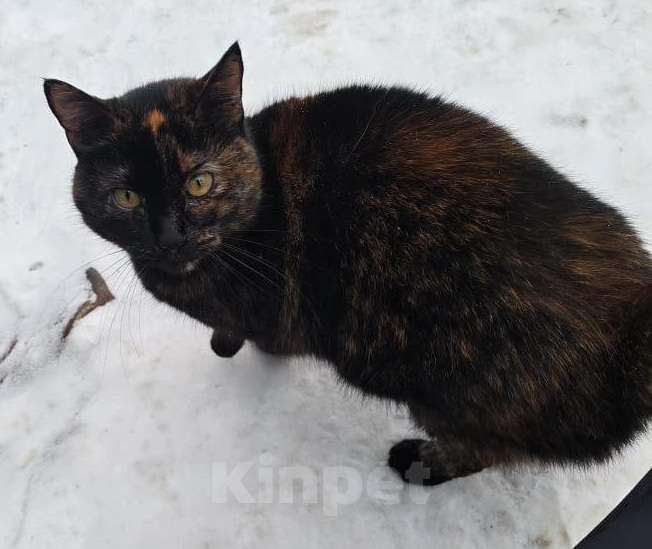 Кошки в Москве: Отдам в добрые руки Девочка, Бесплатно - фото 1