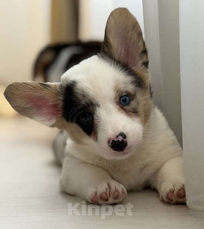 Собаки в Москве: мраморная корги девочка Девочка, 100 руб. - фото 1