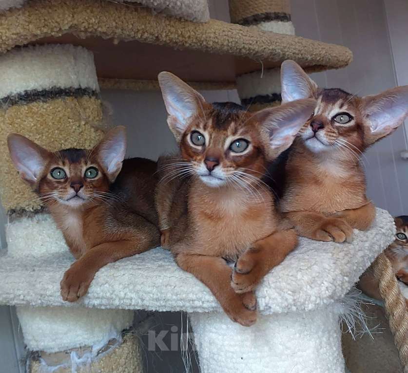 Кошки в Москве: Абиссинские котята  Девочка, 70 000 руб. - фото 7