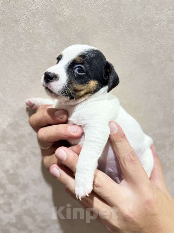 Собаки в Александрове: Щенок Джек Рассел терьер  Мальчик, 15 000 руб. - фото 3