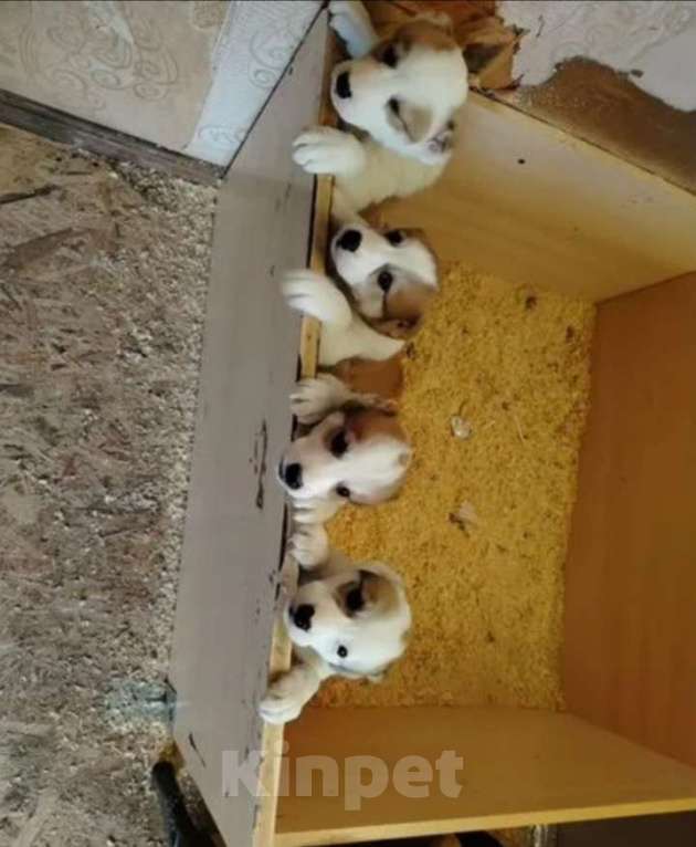 Собаки в Казани: Алабай  Девочка, 10 000 руб. - фото 3