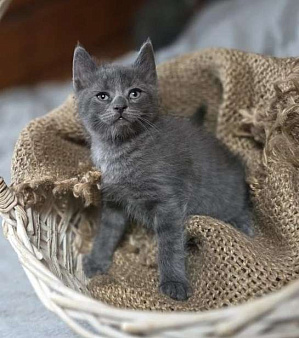 Голубой котенок в дар