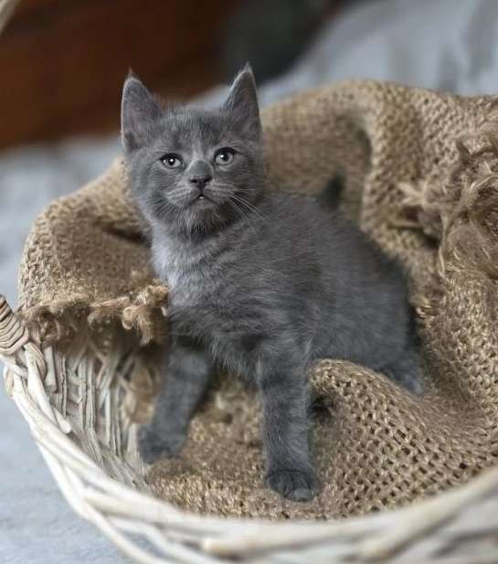 Кошки в Москве: Голубой котенок в дар Девочка, Бесплатно - фото 1