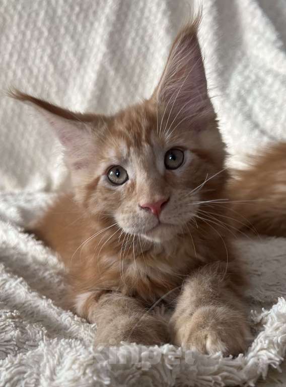 Кошки в Новосибирске: Породистые котята Мейн Кун  Мальчик, 25 000 руб. - фото 7