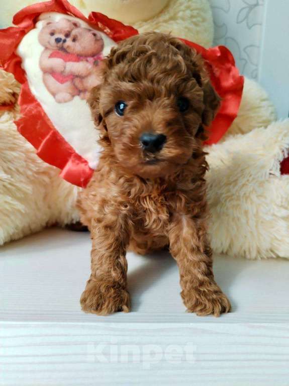 Собаки в Брянске: той-пудель Мальчик, 75 000 руб. - фото 1