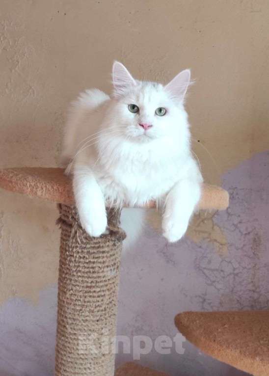 Кошки в Новосибирске: ♂️ Quinnie Мальчик, 50 000 руб. - фото 8